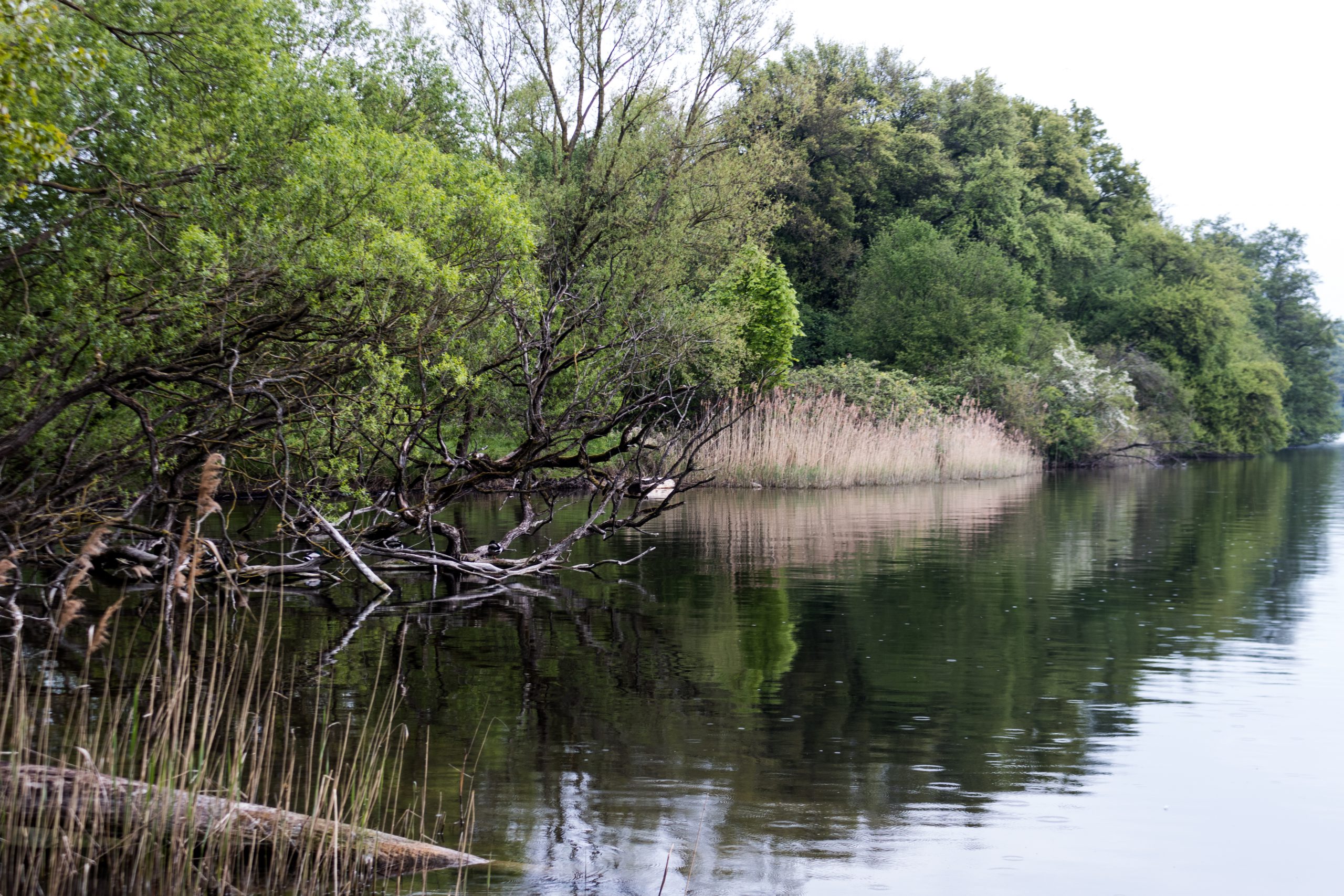 How can I talk to Bank of America customer service? visual data 8